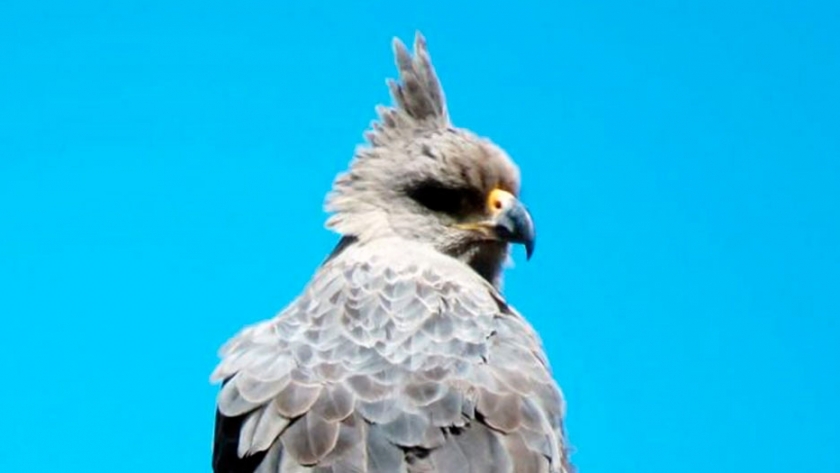 Aves rapaces, una opción para controlar plagas perjudiciales para los humanos