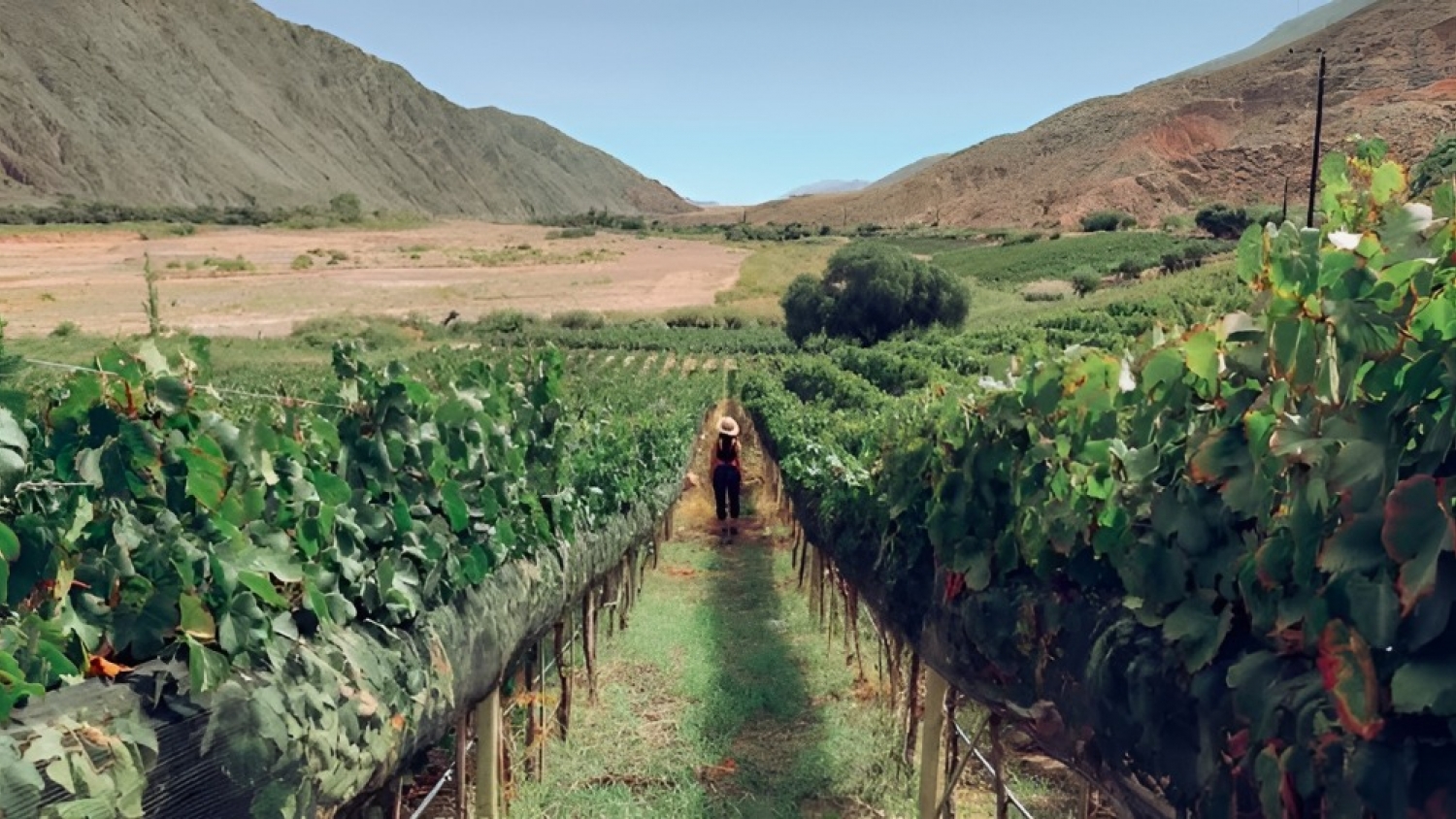 Maimará consolida su Ruta del Vino de Altura