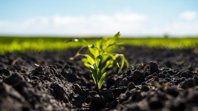 Pequeños inversores: un grupo agropecuario ofrece participar de la siembra desde US$100