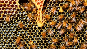El Senasa le pidió a los apicultores que denuncien cualquier sospecha de mortandad en colmenas