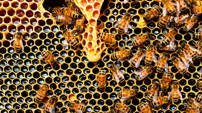 El Senasa le pidió a los apicultores que denuncien cualquier sospecha de mortandad en colmenas