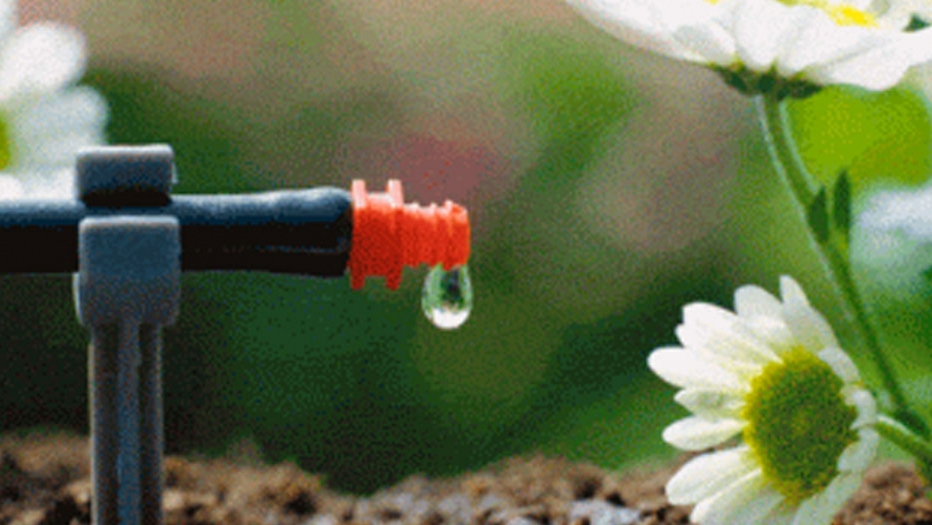 Riego por goteo optimiza uso de agua y fertilizantes