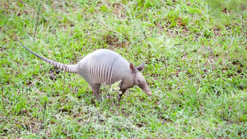 Ambiente fortalece la asistencia al equipo de rescate de fauna silvestre de Corrientes