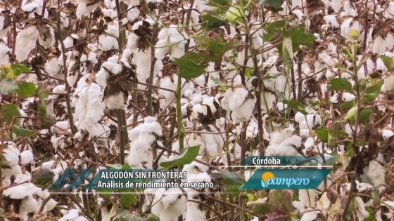 Producción de algodón en Córdoba