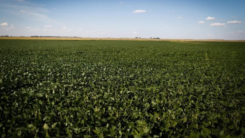 Más de 110 ensayos a campo: los tratamientos con productos biológicos igualan o superan en su eficacia a los químicos en el 80% de los casos