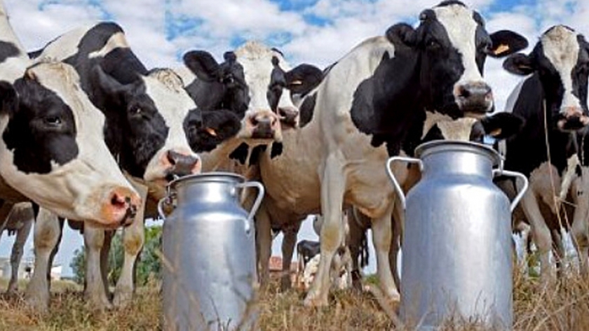 Como bajar el estrés calórico para subir la producción de leche