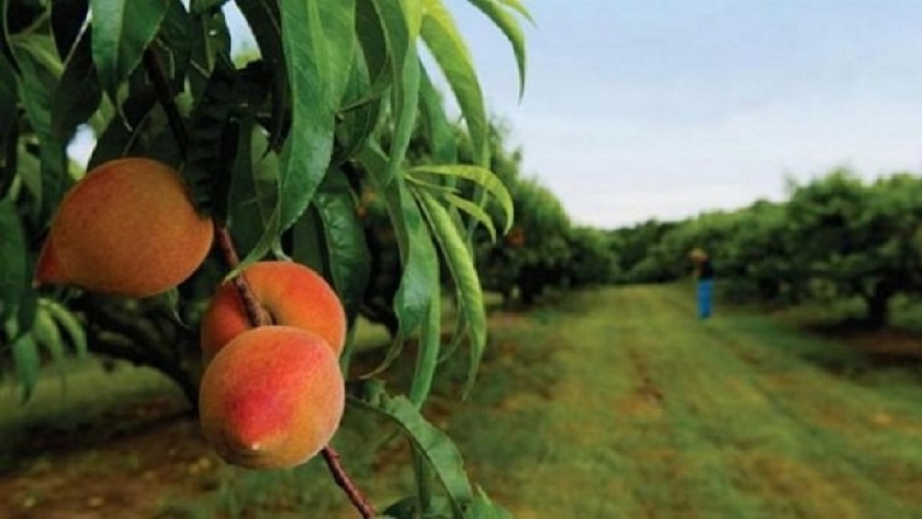 Contingencias habilitó la actualización del RUT por internet
