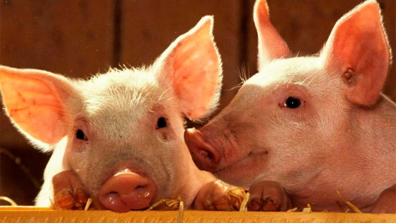 Porcinos: faena récord en los primeros ocho meses del año