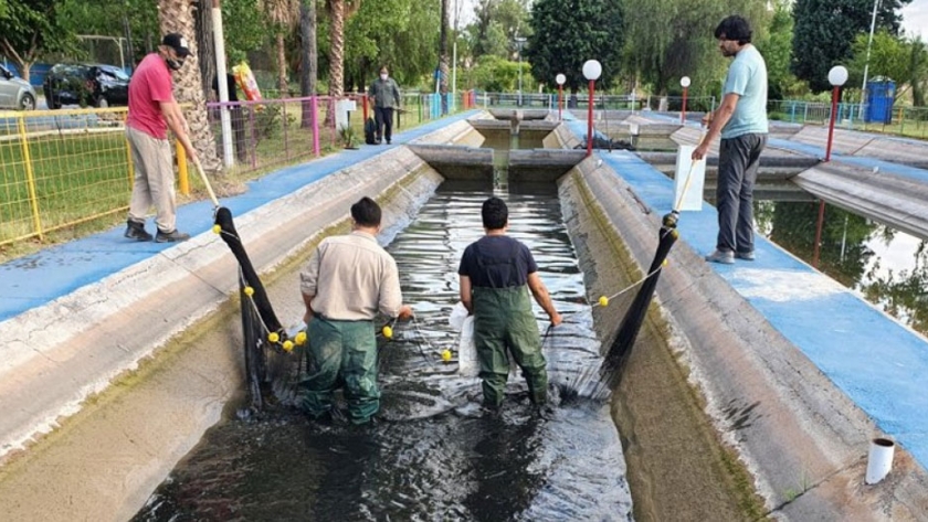 Comenzó la reproducción de sogyo en el Parque de la Biodiversidad