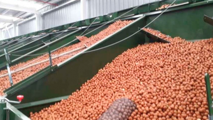 Nueces: invierten más de 2 millones de dólares en una planta de secado