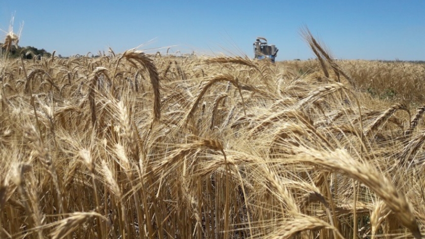 Inscriben nuevas variedades de triticale forrajero