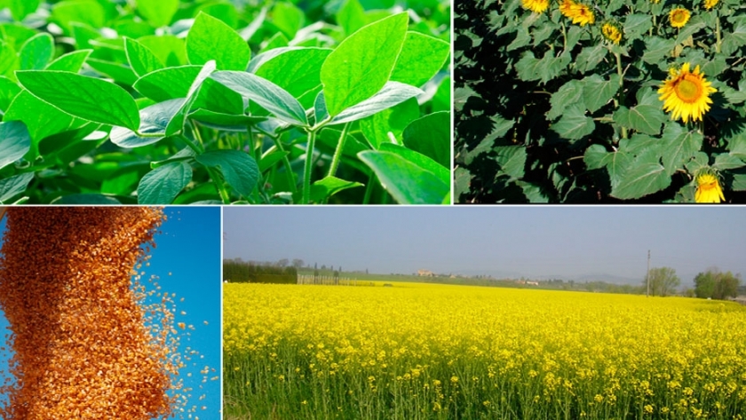 BASF impulsa la innovación agrícola para llevar tecnologías cada vez más sustentables a los agricultores