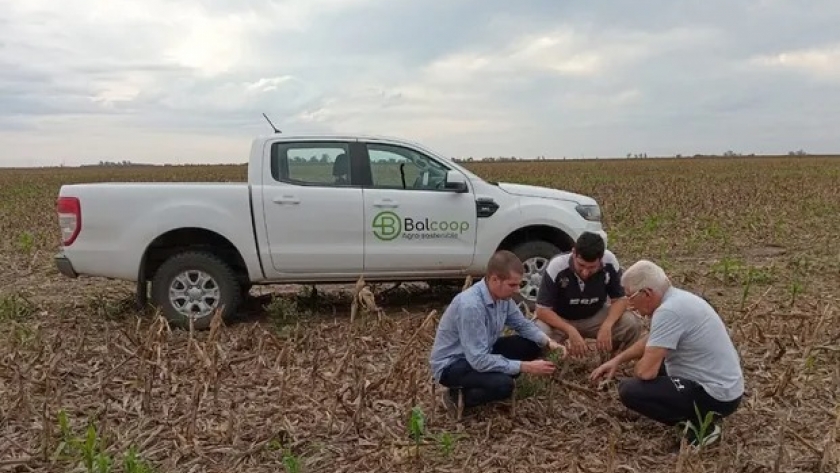 Con trigo de Santa Fe: del sueño de hacer pasta italiana a trabajar con 35 productores, 7500 hectáreas de BPAs y crear un producto único para ganadería