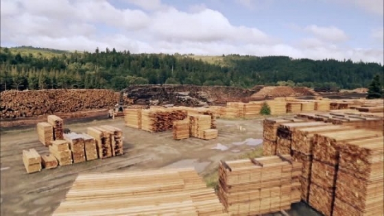 La madera industrializada gana terreno en exportaciones