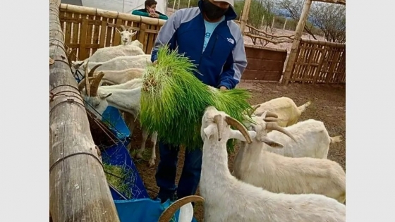 Bermejo alimenta su tambo caprino cultivando forraje hidropónico