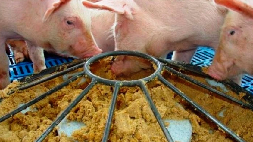Cerdo que come de noche acumula grasa mal