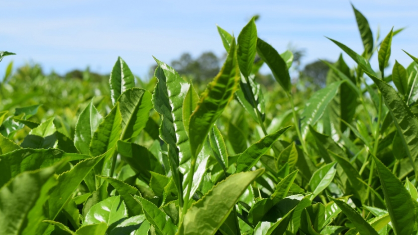 Fijan precios y fechas para el inicio de la cosecha de té