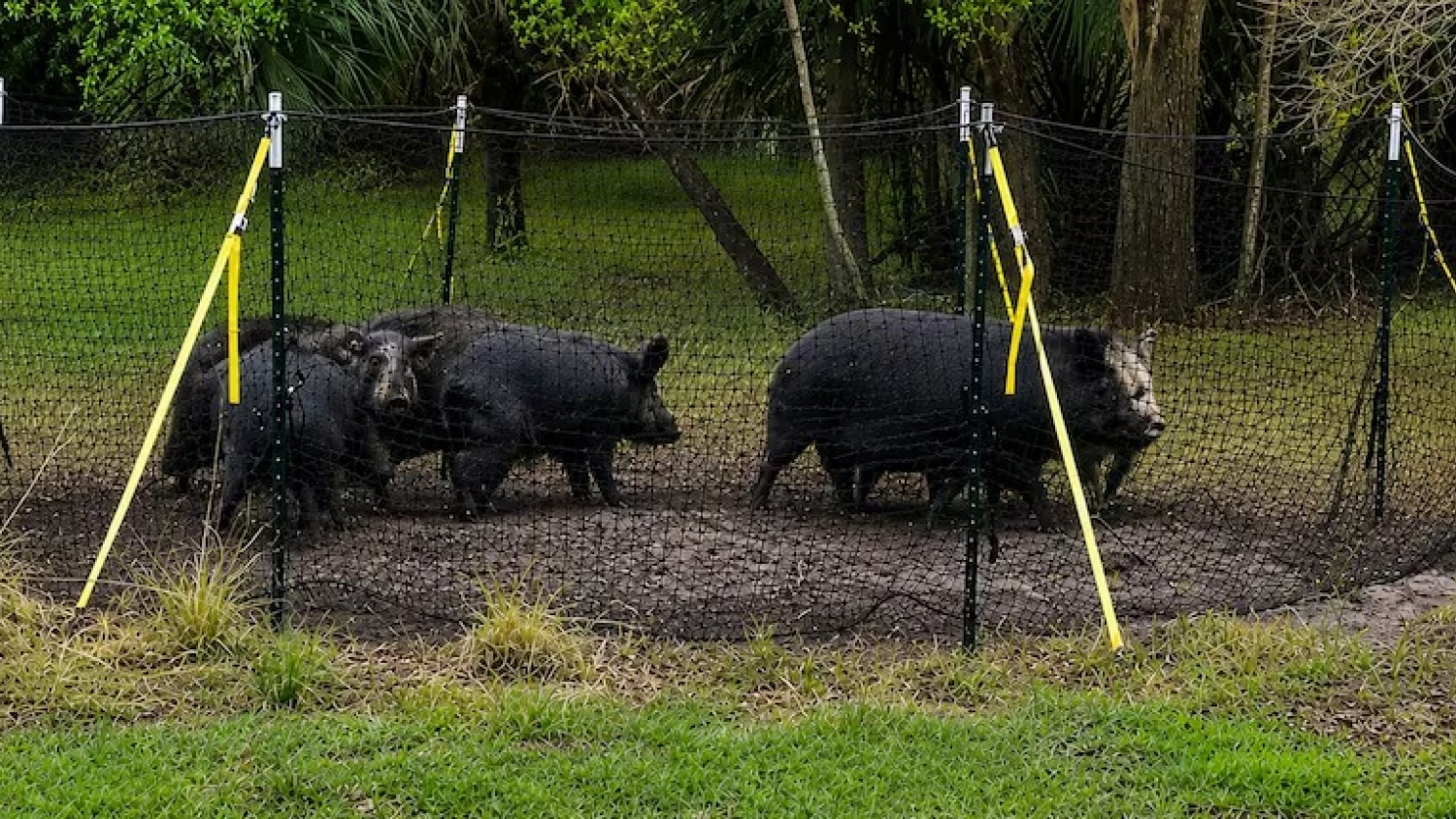 Una nueva tecnología busca frenar el avance del jabalí y reducir las pérdidas en el campo argentino