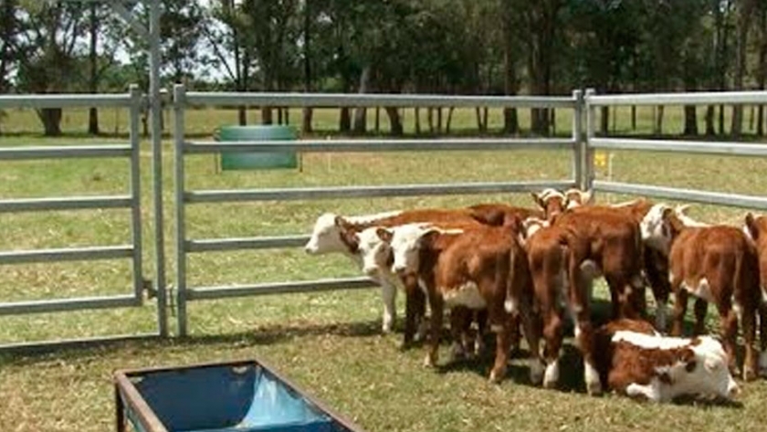 Feedlot Ecologico
