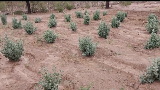 <Zampa: la planta forrajera que ayuda a suplementar pequeños rumiantes