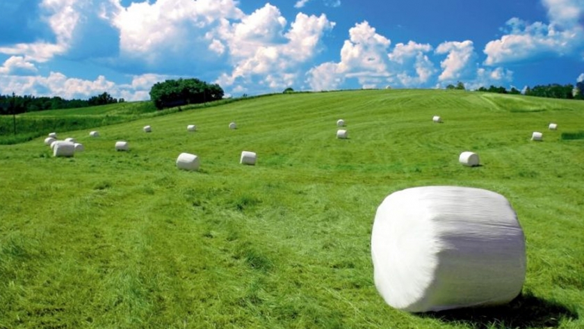 Efecto de ensilar pulpa de remolacha para vacas lecheras a pastoreo y la influencia de aditivos
