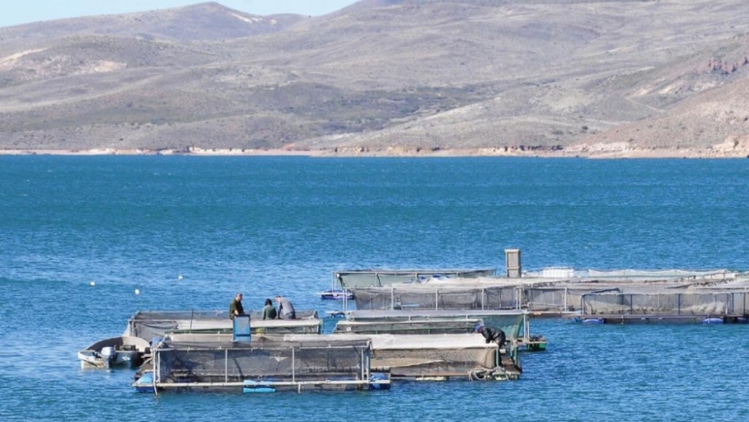 Patagonia: Preservación de la zona libre de enfermedades de los salmónidos
