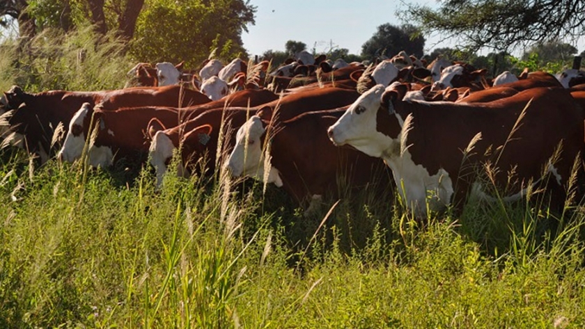 El desafío de producir carne de calidad con inocuidad y sustentabilidad