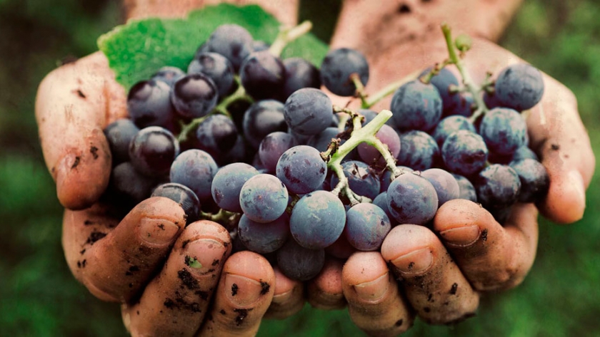 El kilo de Malbec cotiza a $65 en el Valle de Uco