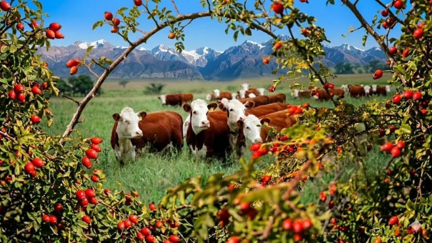 Una invasora silenciosa gana terreno en la Patagonia y afecta recursos clave para la ganadería