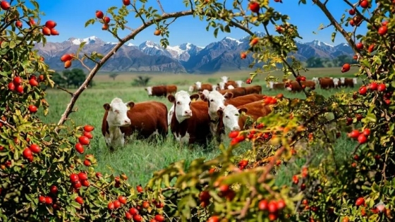 Una invasora silenciosa gana terreno en la Patagonia y afecta recursos clave para la ganadería