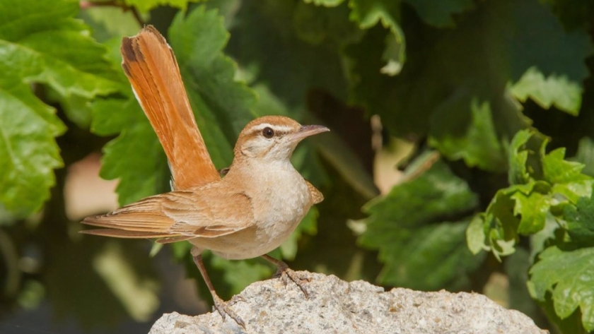 Feathers and fields: harmonizing bird conservation with productive farming