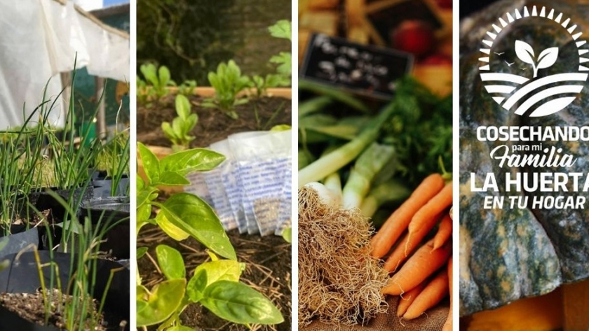 Huerta en tu Hogar: se completó el cupo de semillas primavera-verano