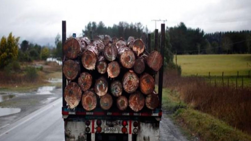 Producción forestal de Uruguay sigue al alza en últimos años