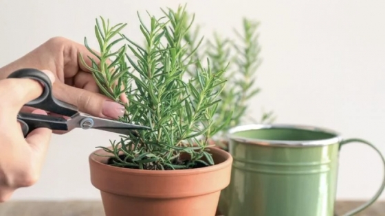 Las plantas aromáticas que no pueden faltar dentro de tu hogar, súper fáciles de cultivar