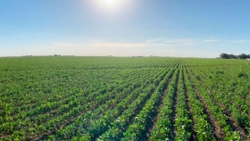 Se estima 49 Mt de soja y 48,5 Mt de maíz para el ciclo 2020/21