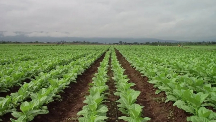 Inicio del acopio de tabaco en Jujuy