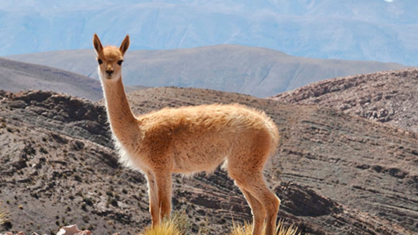 Un camélido silvestre cuya lana representa la fibra más fina del mundo