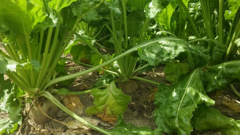 Una dieta hortícola para rumiantes: El INTA ensaya en Río Negro la terminación de novillos con remolacha