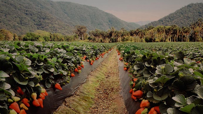 Mantendrán exenciones tributarias para el sector agropecuario