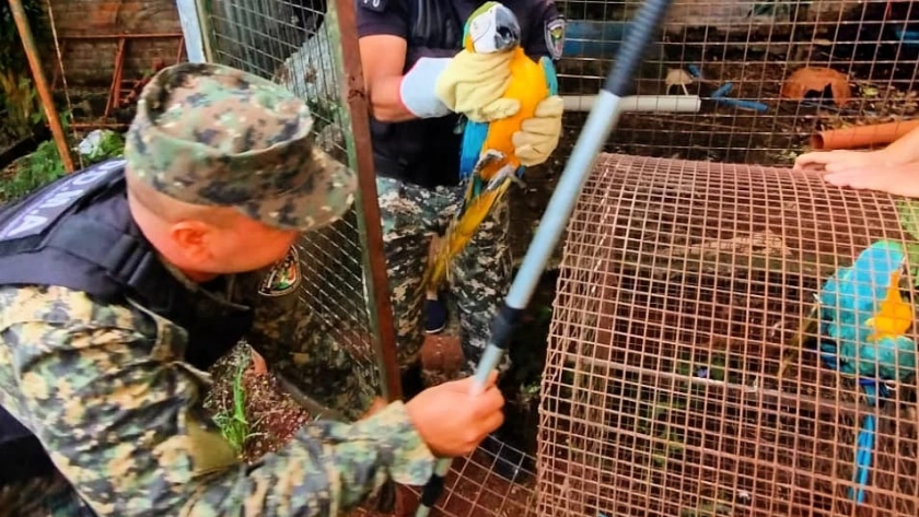 Policías Ambientales rescataron a dos guacamayos y a otros animales que estaban fuera de su hábitat