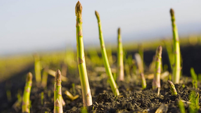 Espárragos, la delicia que llega con los primeros calores de primavera