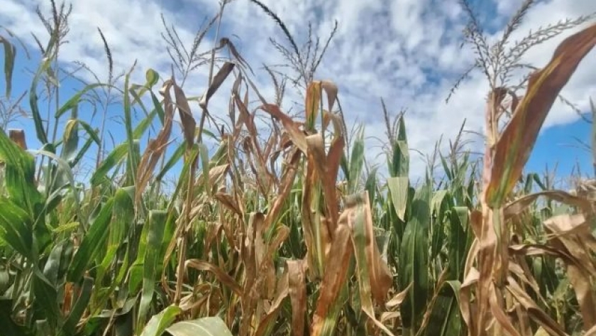 Clima y chicharrita provocaron un fuerte descenso en siembra de maíz