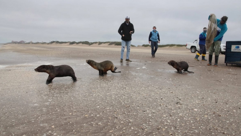 Ambiente participó de la liberación de tres lobos marinos en su hábitat