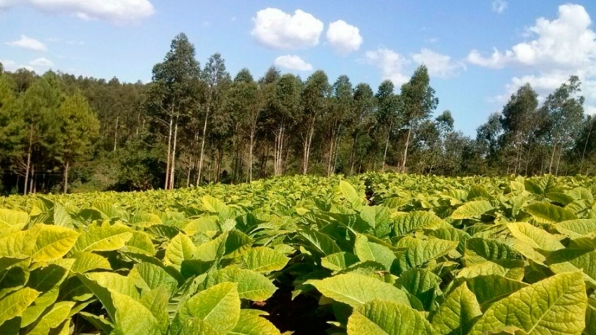 Acordaron el precio del tabaco Burley de Misiones
