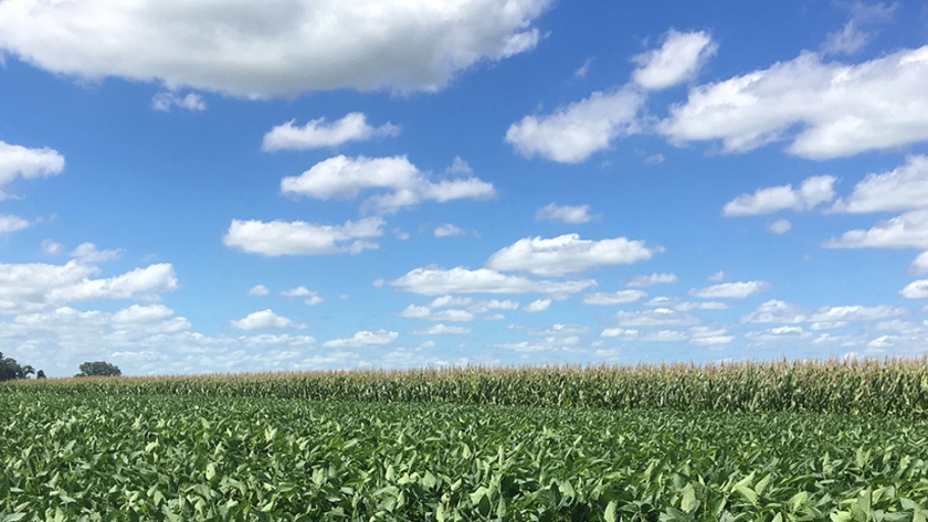 Córdoba: un análisis de márgenes 2020/21 hizo un ránking de renta por cultivo