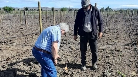 El Gobierno de la Provincia implementa un módulo de ensayo para potenciar los viñedos más australes del mundo