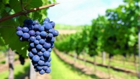 Georeferencia en viñedos y crece exportación de vinos