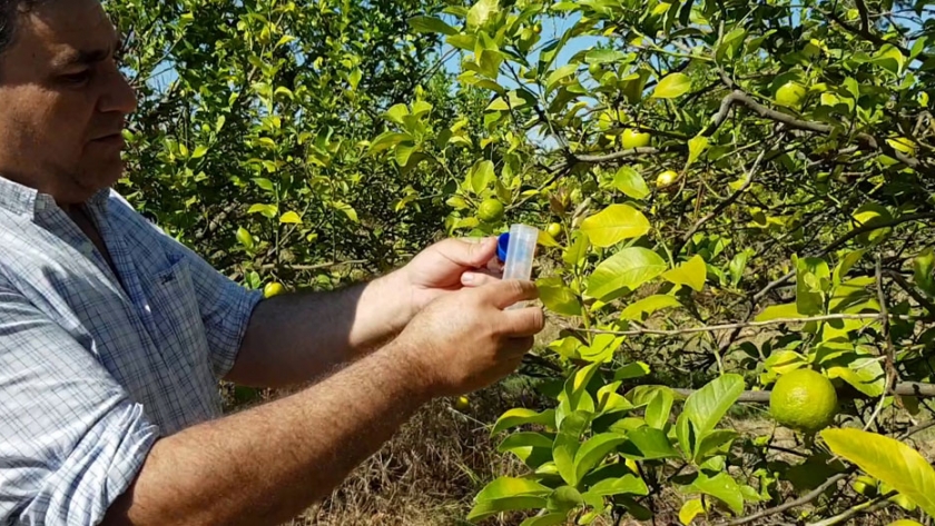 Control biológico del vector de HLB en cítricos en el lote FONTAGRO Bella Vista