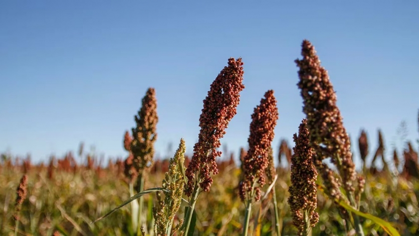 La Bolsa de Cereales de Buenos Aires mantuvo en 3,5 millones de toneladas la proyección de este cultivo, con un rinde promedio de 48,5 quintales por hectárea. Cómo avanzan las recolecciones de soja y maíz.