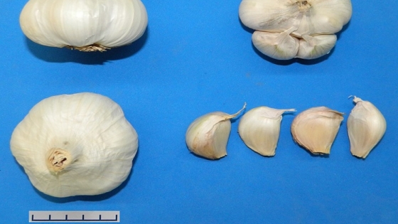 Aylin, un ajo blanco desarrollado para el mercado internacional